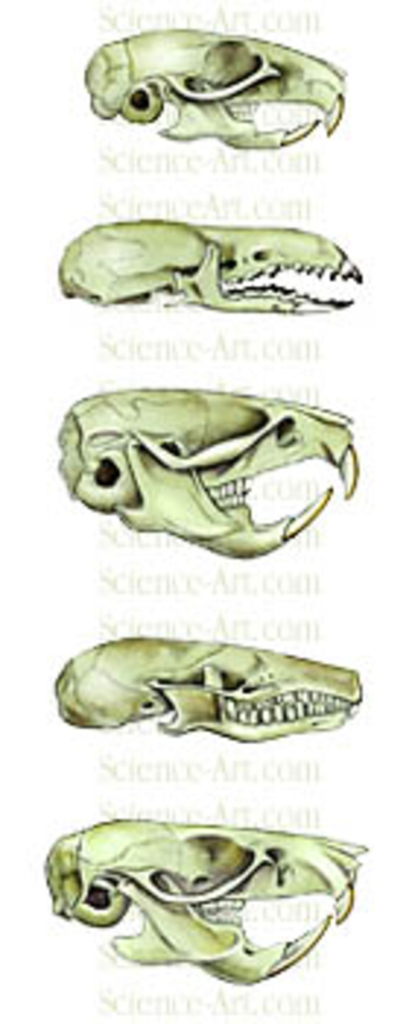 Small Mammal Skull Comparison by Rachel Ivanyi, AFC
