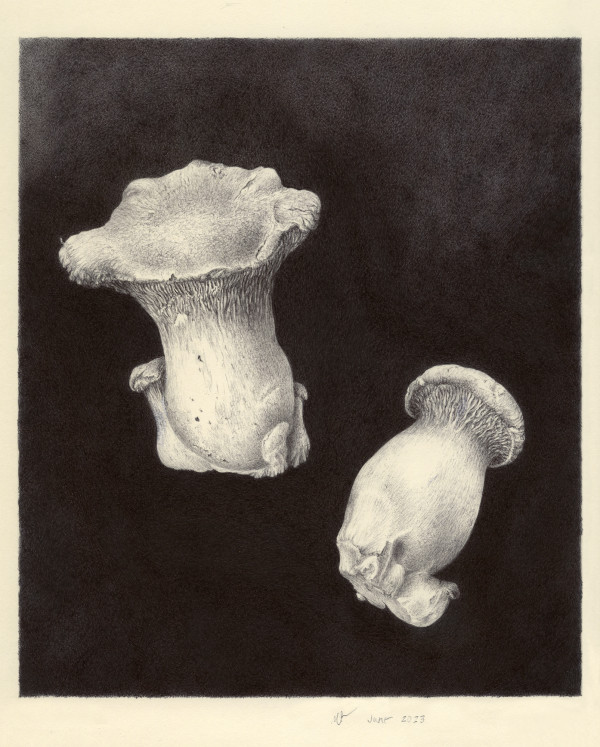 Pleurotus eryngii, King Trumpet mushrooms by Deb Shaw