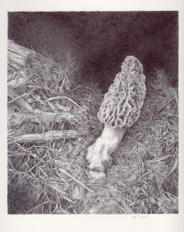 A Morel Volunteered in the Mulch: Morchella rufobrunnea by Deb Shaw