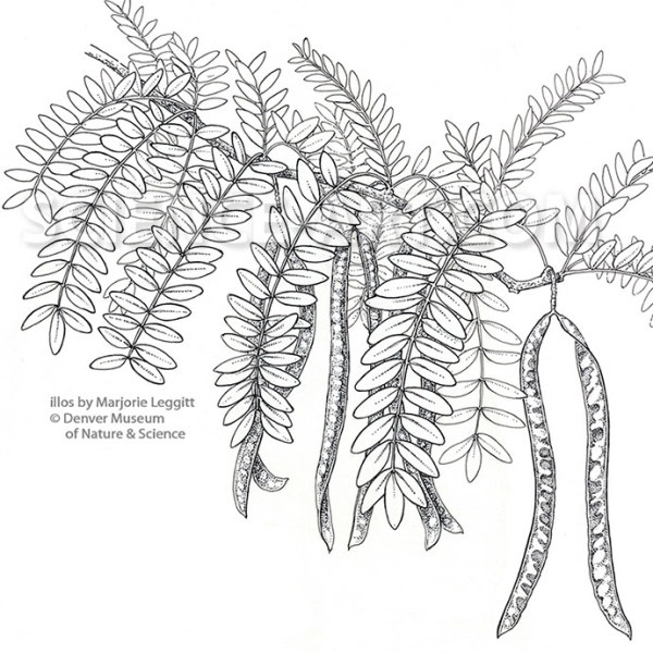 Post Cretaceous-Paleogene legume by Marjorie Leggitt