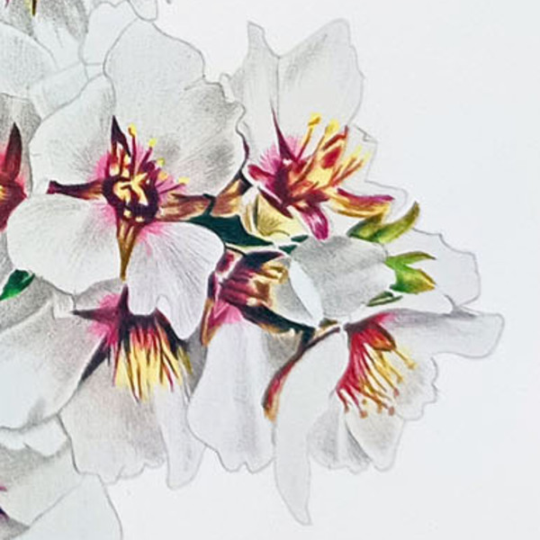 Almond tree in bloom by Irene Pardo, Image 1.