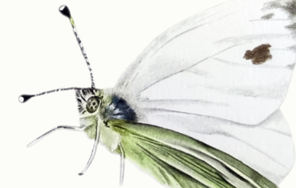 Cabbage butterfly by Irene Pardo, Image 1.