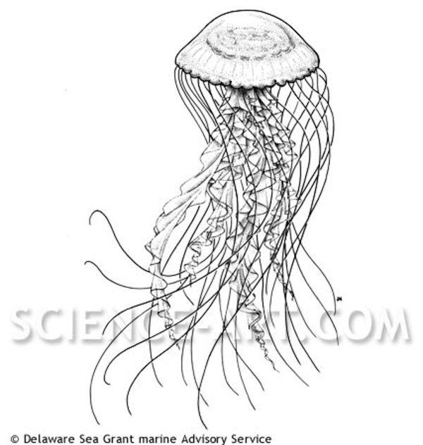 Sea Nettle Chrysaora sp. by John Norton
