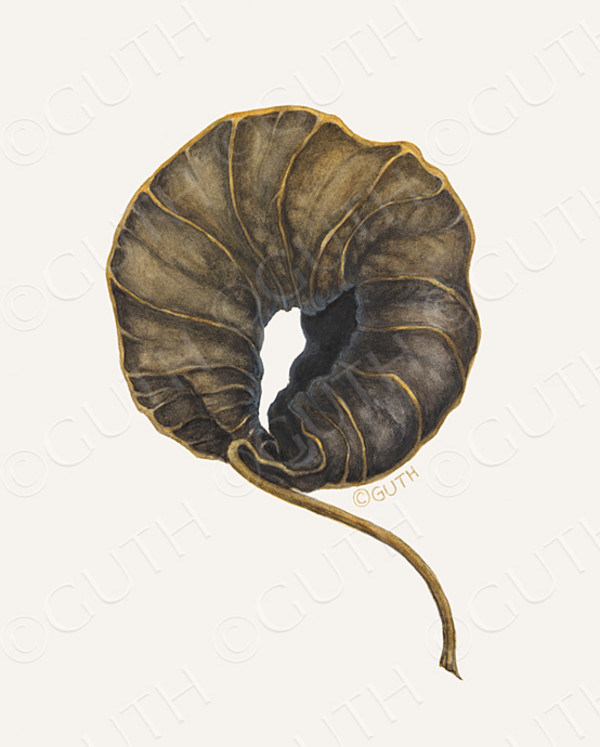 Dried Poinsettia Leaf by Gail Guth