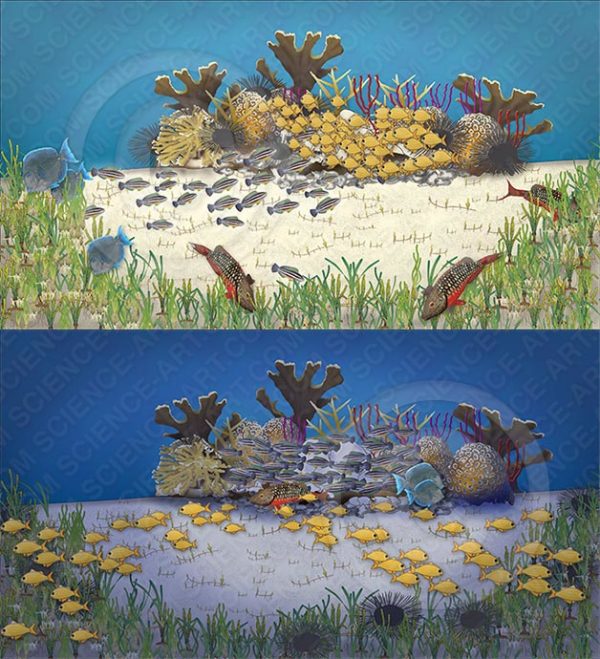 Caribbean patch reef by day and night by Betsy Boynton