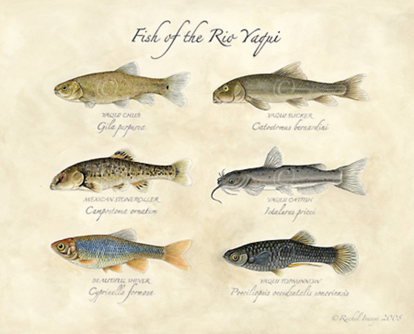 Fish of the Rio Yaqui by Rachel Ivanyi, AFC
