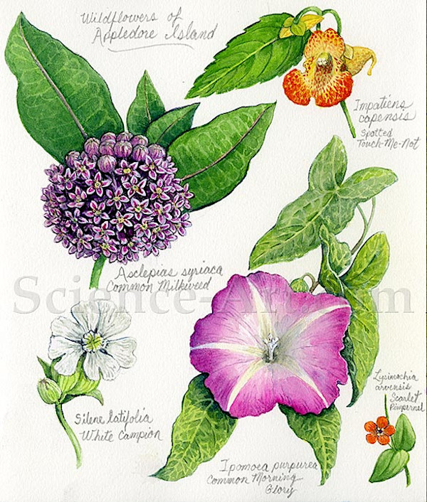 Wildflowers of Appledore Island, Maine by Carol Schwartz