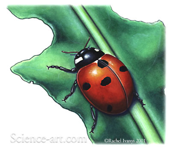 Seven-spot ladybug by Rachel Ivanyi, AFC