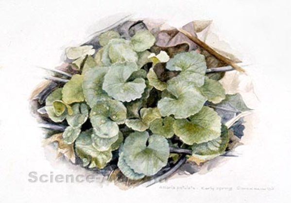 Alliaria petiolata early spring by Richard Rauh