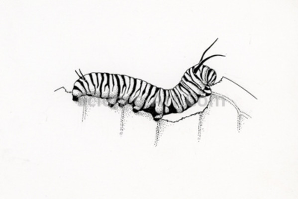 Monarch Caterpillar by Margaret Garrison