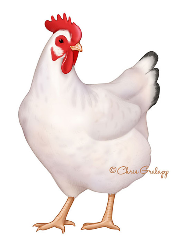 Chicken by Chris Gralapp
