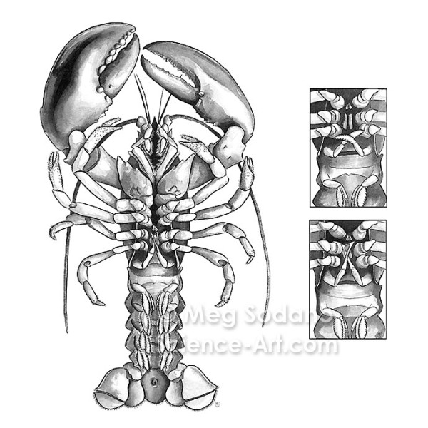 Anatomy of an American Lobster by Meg Sodano