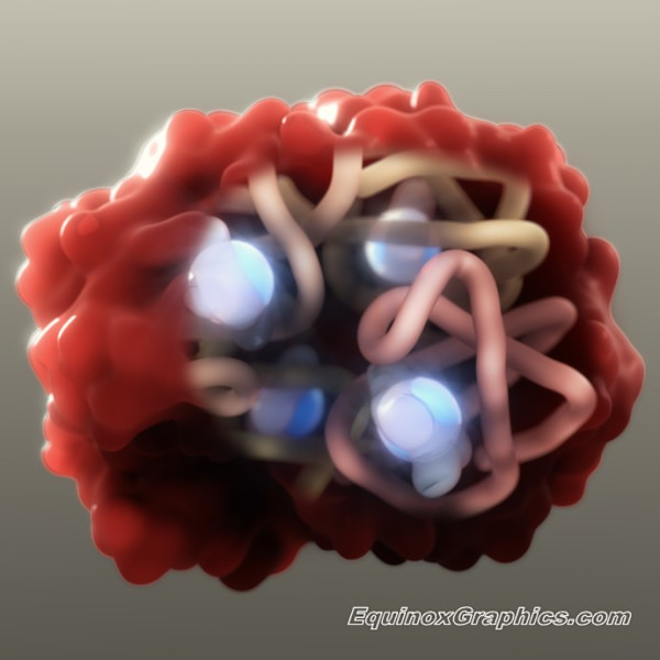 Haemoglobin Cutaway by Dr Jon Heras