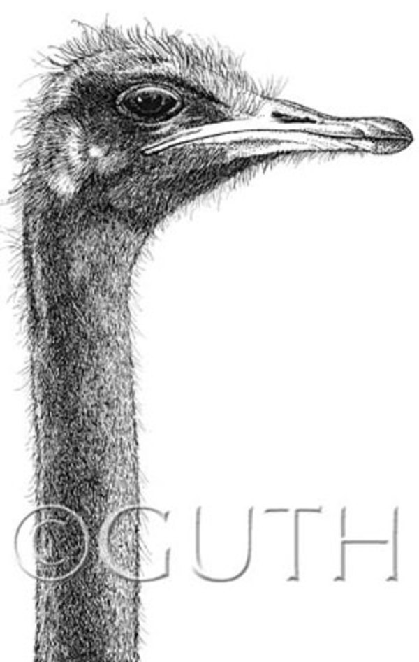 Ostrich by Gail Guth