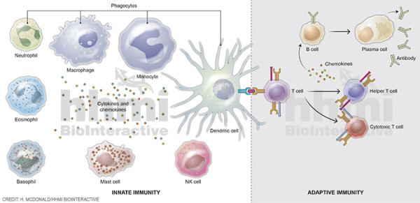 Cells of innate and adaptive immune systems by Heather McDonald