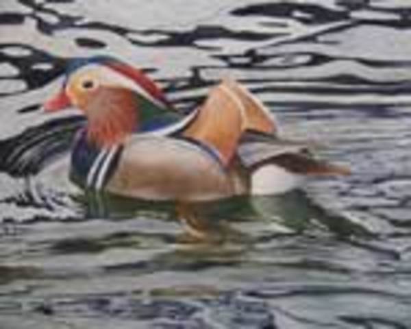 Mandarin Duck by Dorie Petrochko