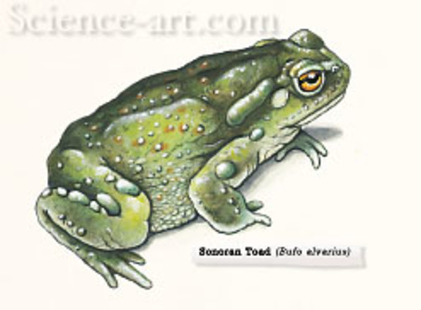 Sonoran Desert Toad by Rachel Ivanyi, AFC