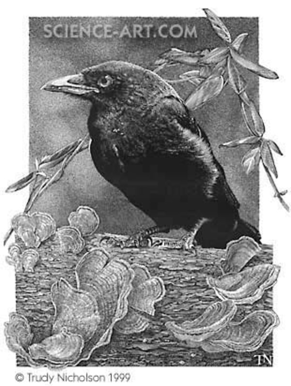 Fledgling Common Crow (Corvus brachyrhynchos) by Trudy Nicholson