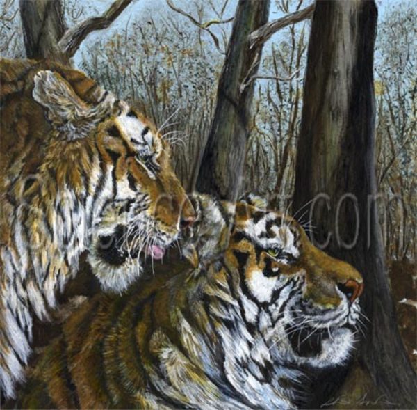 Tiger identification by Chris Sanders