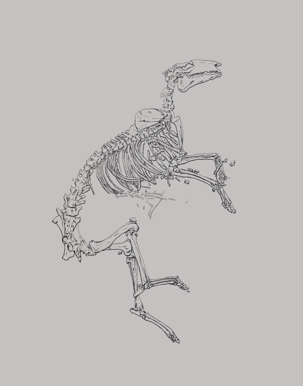 Prehistoric Horse Fossil by Caitlin Rausch