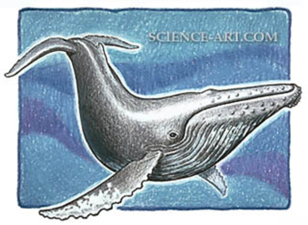 Humpback Whale by Theophilus Britt Griswold