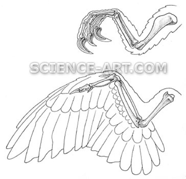 Comparative study -Velociraptor vs. Bird by Marjorie Leggitt