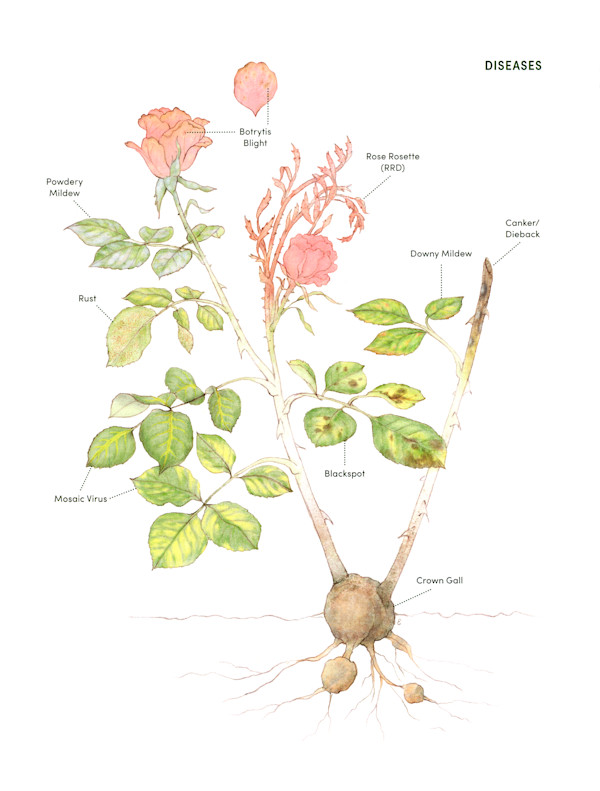 Garden Roses: Common Rose Diseases by Erin Ellis