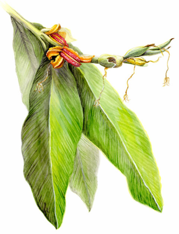 Java ginger botanical watercolor by Mesa Schumacher