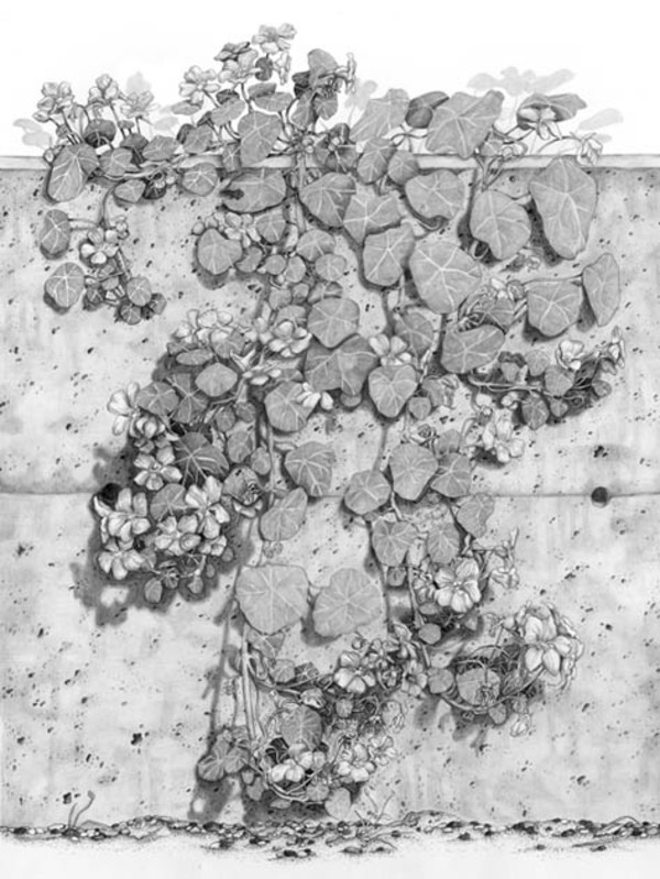 Nasturtium botanical illustration by Mesa Schumacher