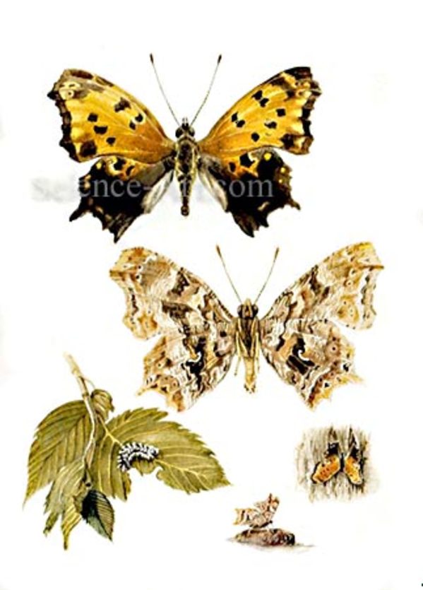 Eastern Comma Butterfly- Pollgonia comma by Richard Rauh