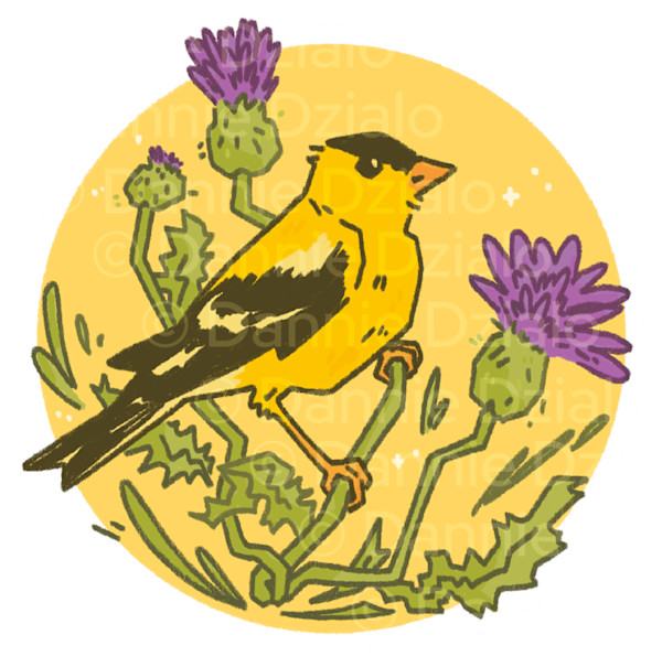 American Goldfinch & Creeping Thistle by Dannie Dzialo, Image 1.