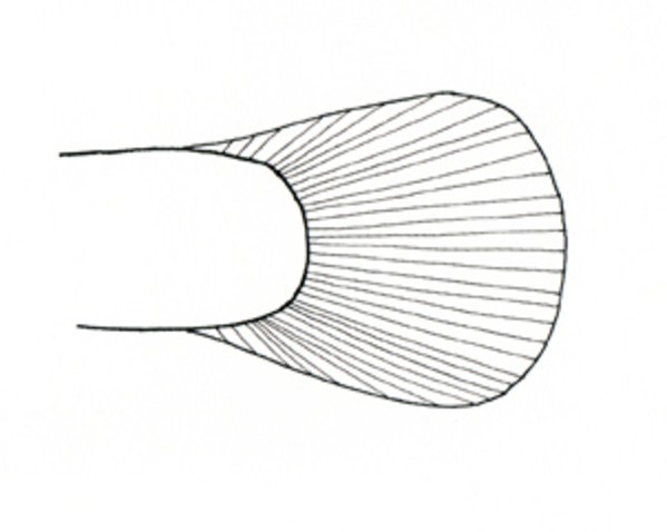 Rounded Caudal (Tail) Fin by Kelly Finan