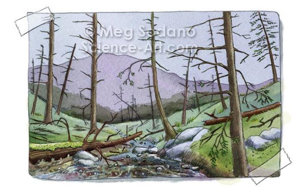 Dead Hemlock Forest by Meg Sodano