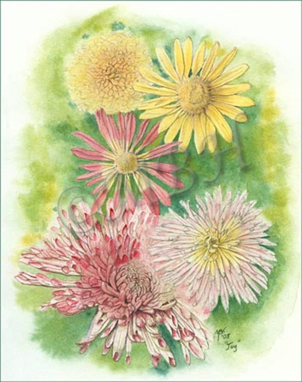 Chrysanthemum study by MaryBeth Hinrichs