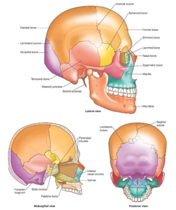 Bones of the Human Skull by Elizabeth Morales