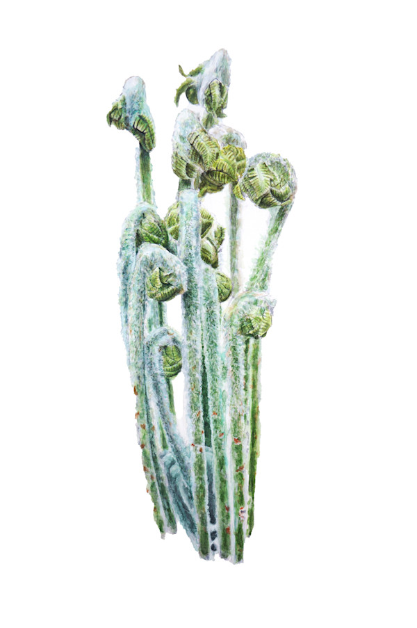 Cinnamon fern by Kelanie Chapdelaine, Image 1.