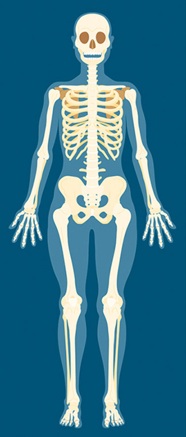 skeletal system by Sara Cramb