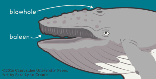 Humpback Whale Head Diagram by Sara Cramb