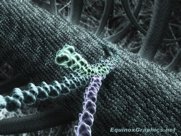 Collagen Fibres by Dr Jon Heras