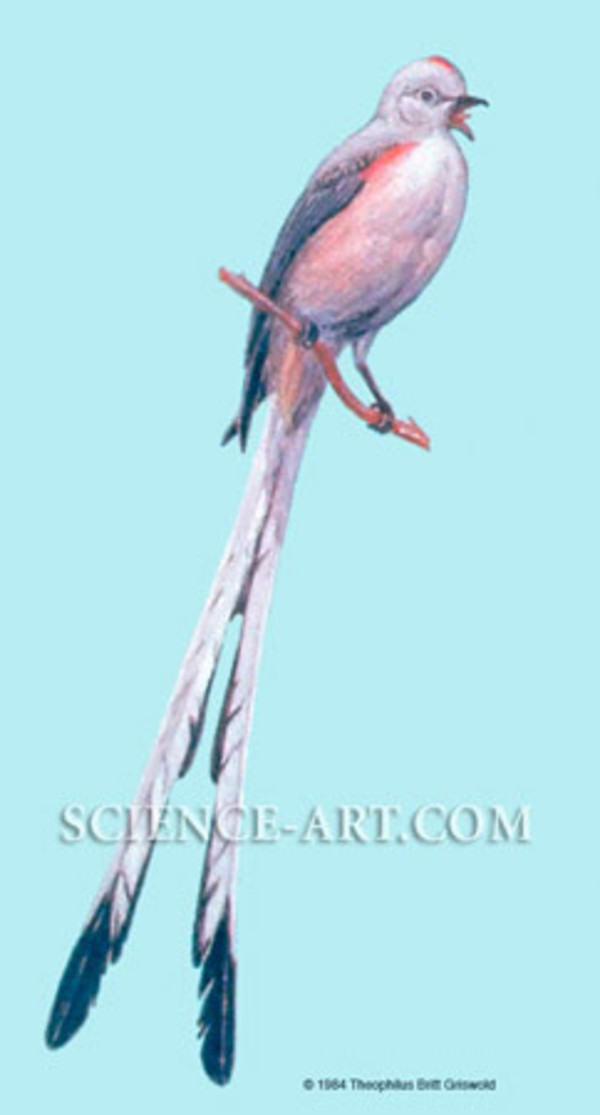 Scissor-tailed Flycatcher by Theophilus Britt Griswold
