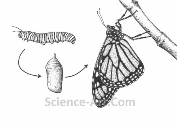 Monarch Lifecycle by Margaret Garrison