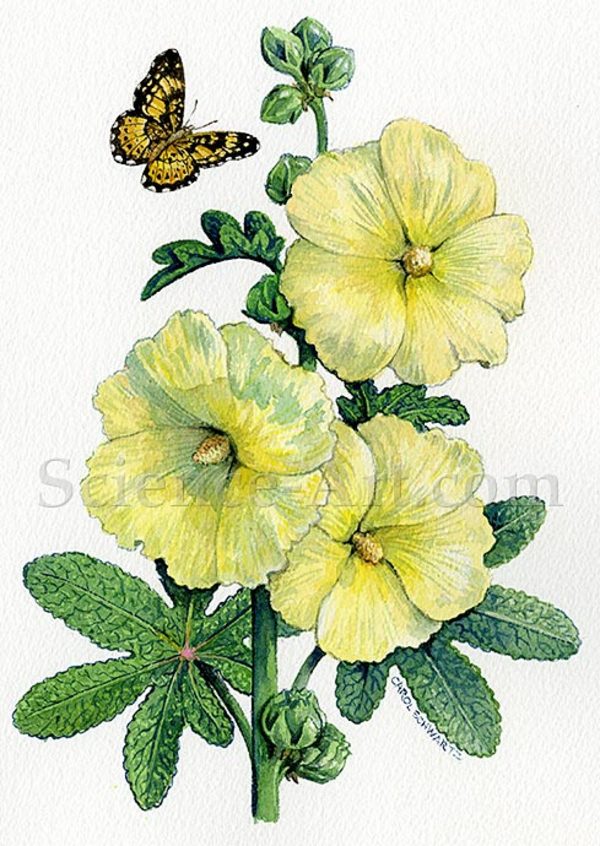 Hollyhock Flowers by Carol Schwartz