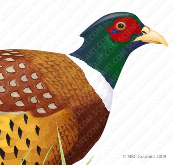 Ring-Necked Pheasant - Detail by Erica Beade