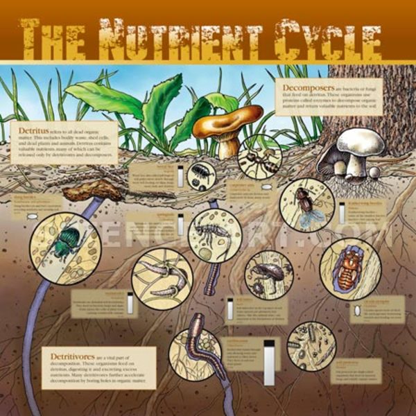 Nutrient Cycle illustration by Marjorie Leggitt