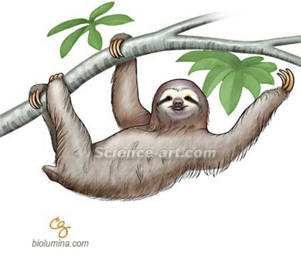 Sloth by Chris Gralapp