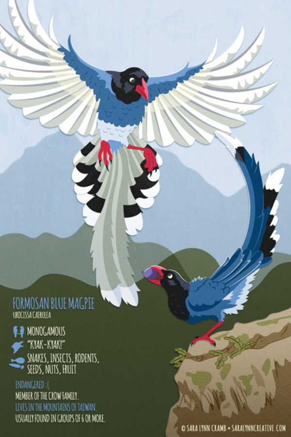 Formosan Blue Magpie by Sara Cramb