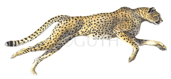 Running Cheetah by Gail Guth