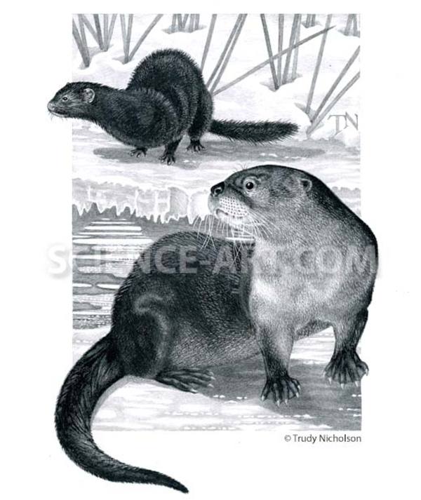 River Otter and Mink by Trudy Nicholson
