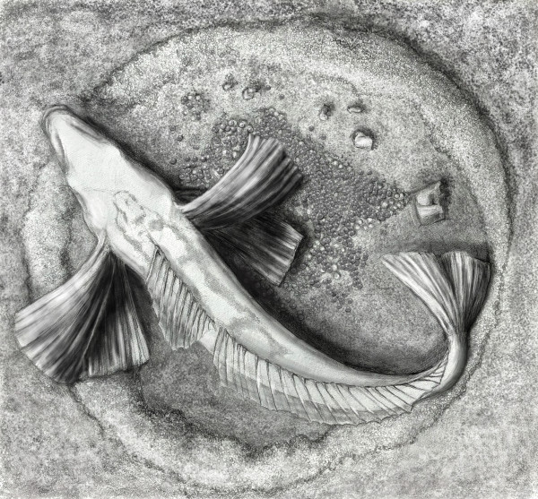 Nesting Icefish by Shana Katzman