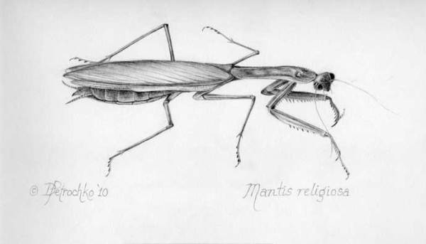 Mantis religiosa by Dorie Petrochko